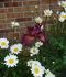 Iris 5 Blog 2009.jpg